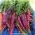 Atomic Red Carrot thumbnail 1