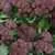 Early Purple Sprouting Broccoli thumbnail 1