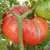 Ferris Wheel Tomato thumbnail 4