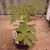 Lime Green Salad Tomato thumbnail 7