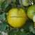 Lime Green Salad Tomato thumbnail 1