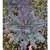 Early Purple Sprouting Broccoli thumbnail 4