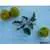 Lime Green Salad Tomato thumbnail 6