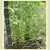 De Barao Polosatyi Tomato thumbnail 2