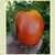 Bisignano #2 Tomato thumbnail 2