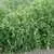 Speckled Roman Paste Tomato thumbnail 2