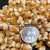 Golden Bantam, Improved 12-Row Sweet Corn thumbnail 2