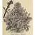 Early Purple Sprouting Broccoli thumbnail 5