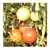 Heinz VF Tomato thumbnail 5