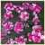 Sweet Williams Pinks thumbnail 6