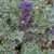 Early Purple Sprouting Broccoli thumbnail 2