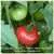 Early Bird Tomato thumbnail 1