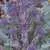 Early Purple Sprouting Broccoli thumbnail 3