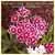 Sweet Williams Pinks thumbnail 3