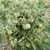 Lime Green Salad Tomato thumbnail 4