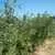 Ferris Wheel Tomato thumbnail 3