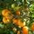 Golden Bison Tomato thumbnail 1