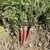 Atomic Red Carrot thumbnail 5