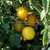 Golden Bison Tomato thumbnail 5