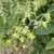 Lime Green Salad Tomato thumbnail 5