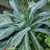 Lacinato, Black or Dinosaur Kale (Nero Di Toscana) thumbnail 3