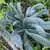 Lacinato, Black or Dinosaur Kale (Nero Di Toscana) thumbnail 2