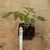 Ferris Wheel Tomato thumbnail 6