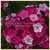 Sweet Williams Pinks thumbnail 4