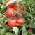 Heinz VF Tomato thumbnail 1