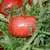 Ferris Wheel Tomato thumbnail 1