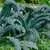 Lacinato, Black or Dinosaur Kale (Nero Di Toscana) thumbnail 1