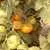 Golden Bison Tomato thumbnail 2