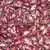 Gross Brother's Vermont Cranberry Bush Garden Bean thumbnail 3