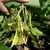 Golden Wax Improved (aka Topnotch) Bush Snap Garden Bean thumbnail 1