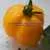 Yellow Stuffer (aka Golden Stuffer) Tomato thumbnail 10