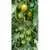 Green Doctors Tomato thumbnail 5
