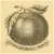 Livingston's Beauty Tomato thumbnail 8