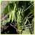 Gross Brother's Vermont Cranberry Bush Garden Bean thumbnail 1