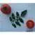 Pritchard (Scarlet Topper) Tomato thumbnail 4