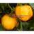 Yellow Stuffer (aka Golden Stuffer) Tomato thumbnail 3