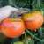 Pritchard (Scarlet Topper) Tomato thumbnail 1