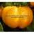 Yellow Stuffer (aka Golden Stuffer) Tomato thumbnail 8