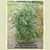 Livingston's Dwarf Stone Tomato thumbnail 5