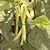 Golden Wax Improved (aka Topnotch) Bush Snap Garden Bean thumbnail 6