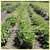 Gross Brother's Vermont Cranberry Bush Garden Bean thumbnail 2