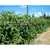Yellow Stuffer (aka Golden Stuffer) Tomato thumbnail 4