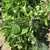 Brittle Wax (Brittlewax) Bush Snap Garden Bean thumbnail 3