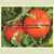 Chalk's Early Jewel Tomato thumbnail 1