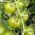 Green Doctors Tomato thumbnail 1