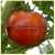 Livingston's Dwarf Stone Tomato thumbnail 6